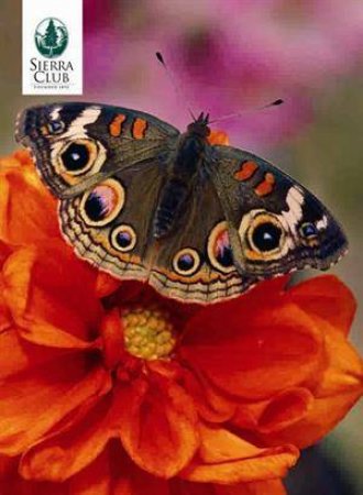 Butterflies Boxed Notecards (SC1049) by John Hendrickson