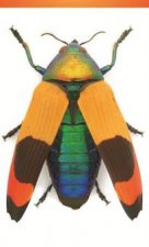 Jewel Beetle Small Notepad