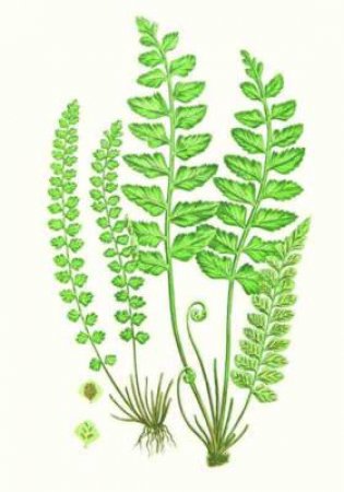 Fern Notelets by John Edward Sowerby