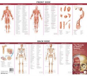 The Muscular & Skeletal Systems by Anatomical Chart Company
