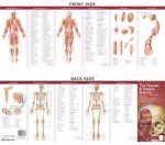 The Muscular  Skeletal Systems