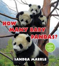 How Many Baby Pandas