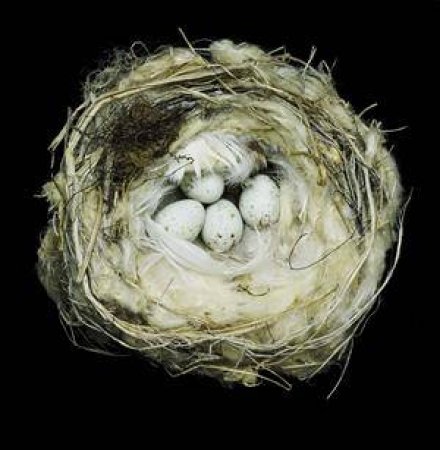 Nests by Weidensaul & Flannery
