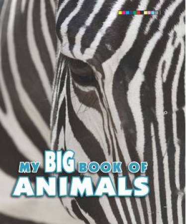 My Big Book of Animals by Ice Water Press