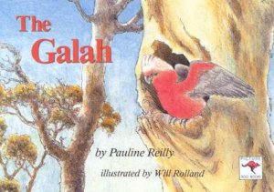 The Galah by Pauline Reilly