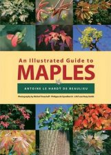 Illustrated Guide to Maples