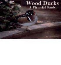 Wood Ducks A Pictorial Study