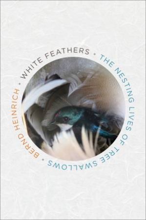 White Feathers: The Nesting Lives Of Tree Swallows by Bernd Heinrich