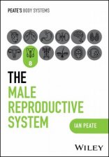 The Male Reproductive System