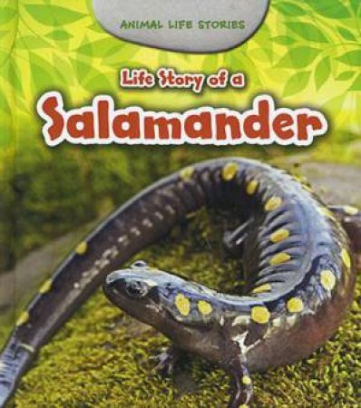 Animal Life Stories: Salamander by Charlotte Guillain