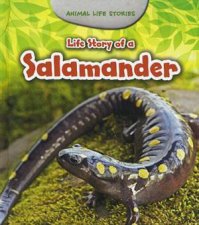 Animal Life Stories Salamander