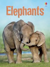 Beginners Elephants