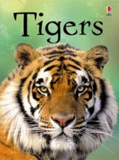 Beginners Tigers