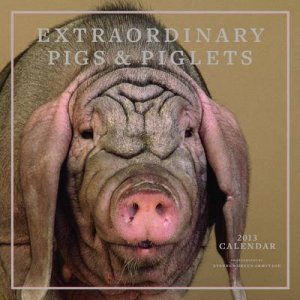 Extraordinary Pigs 2013 Wall Calendar by Stephen Green-Armytage