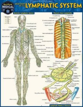Anatomy of the Lymphatic System by Vincent Perez