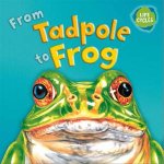 Lifecycles From Tadpole To Frog