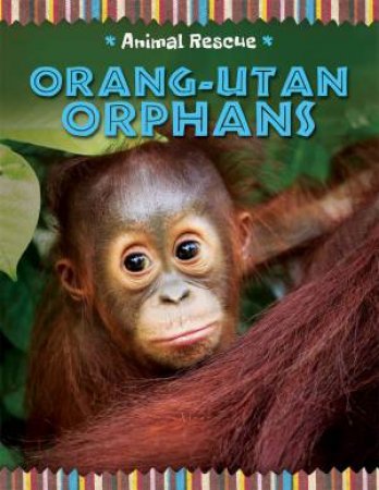 Animal Rescue: Orang-utan Orphans by Clare Hibbert
