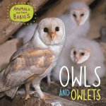 Animals And Their Babies Owls And Owlets