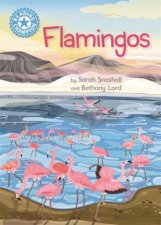 Reading Champion Flamingos