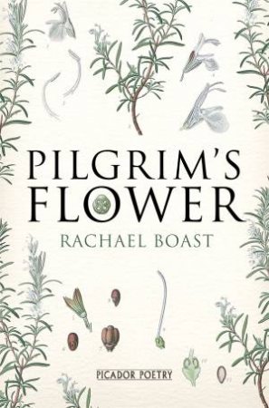 Pilgrim's Flower by Rachael Flower