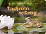 Tadpole to Frog