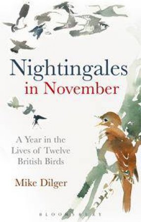 Nightingales In November: A Year In The Lives Of Twelve British Birds by Mike Dilger