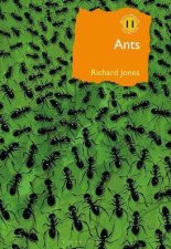 Ants The Ultimate Social Insects