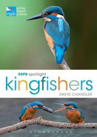 RSPB Spotlight Kingfishers by David Chandler