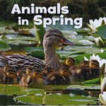 Celebrate Spring Animals in Spring