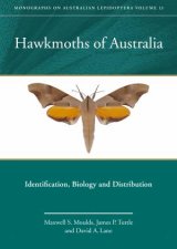 Hawkmoths Of Australia