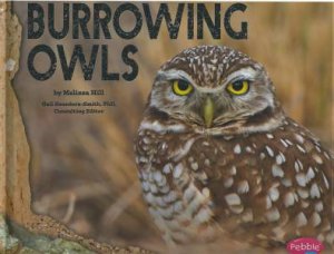 Owls: Burrowing Owls by Melissa Hill