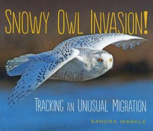 Snowy Owl Invasion by Markle Sandra