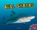 All About Sharks Bull Sharks