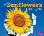 Explore Life Cycles A Sunflowers Life Cycle