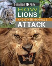 Predator vs Prey How Lions and other Mammals Attack