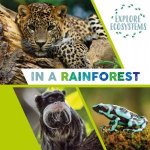 Explore Ecosystems In A Rainforest