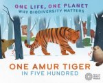 One Life One Planet One Amur Tiger in Five Hundred