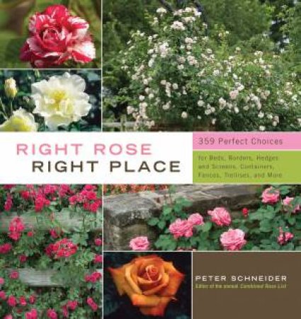 Right Rose, Right Place by PETER SCHNEIDER