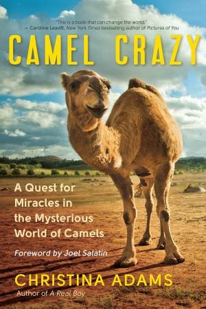 Camel Crazy by Christina Adams