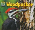 Treed Woodpecker