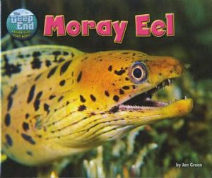 The Deep End: Moray Eel by Jen Green
