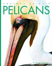 Pelicans
