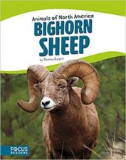 Animals of North America Bighorn Sheep