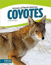 Animals of North America Coyotes