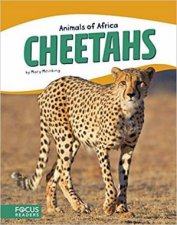 Animals Of Africa Cheetahs