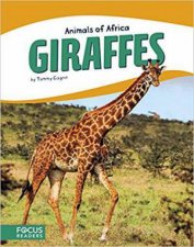 Animals of Africa Giraffes