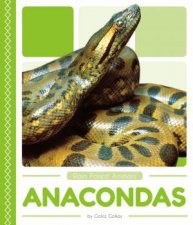 Rain Forest Animals Anacondas