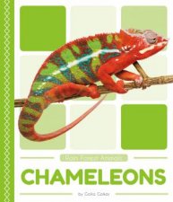 Rain Forest Animals Chameleons