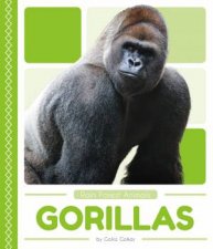 Rain Forest Animals Gorillas