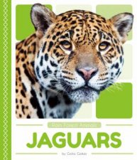 Rain Forest Animals Jaguars